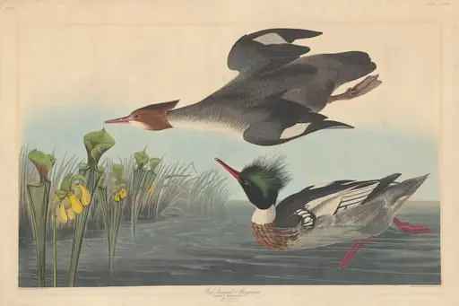 Red-breasted Merganser, by Robert Havell Jr.