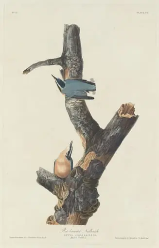 Red-breasted Nuthatch, by Robert Havell Jr.