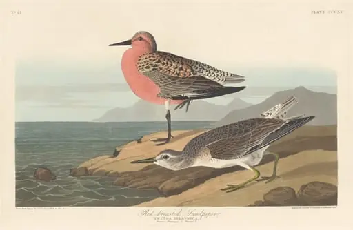 Red-breasted Sandpiper, by Robert Havell Jr.