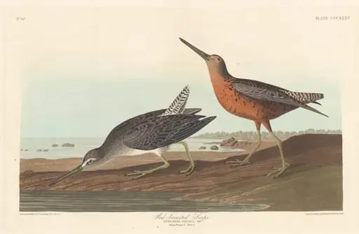 Red-breasted Snipe, by Robert Havell Jr.
