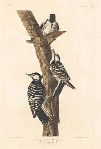 Red-cockaded Woodpecker, by Robert Havell Jr.