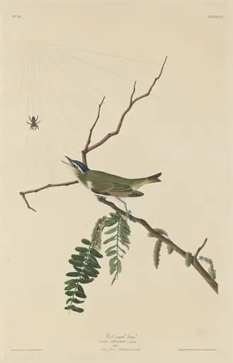 Red-Eyed Vireo, by Robert Havell Jr.