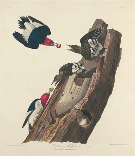 Red-headed Woodpecker, by Robert Havell Jr.
