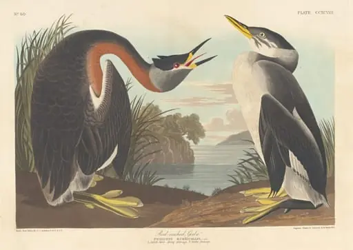 Red-necked Grebe, by Robert Havell Jr.