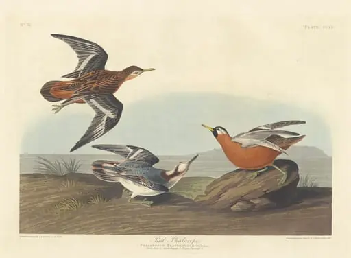 Red Phalarope, by Robert Havell Jr.
