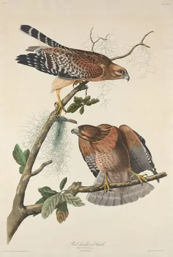 Red-shouldered Hawk, by Robert Havell Jr.