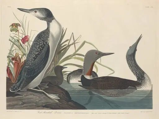 Red-throated Diver, by Robert Havell Jr.