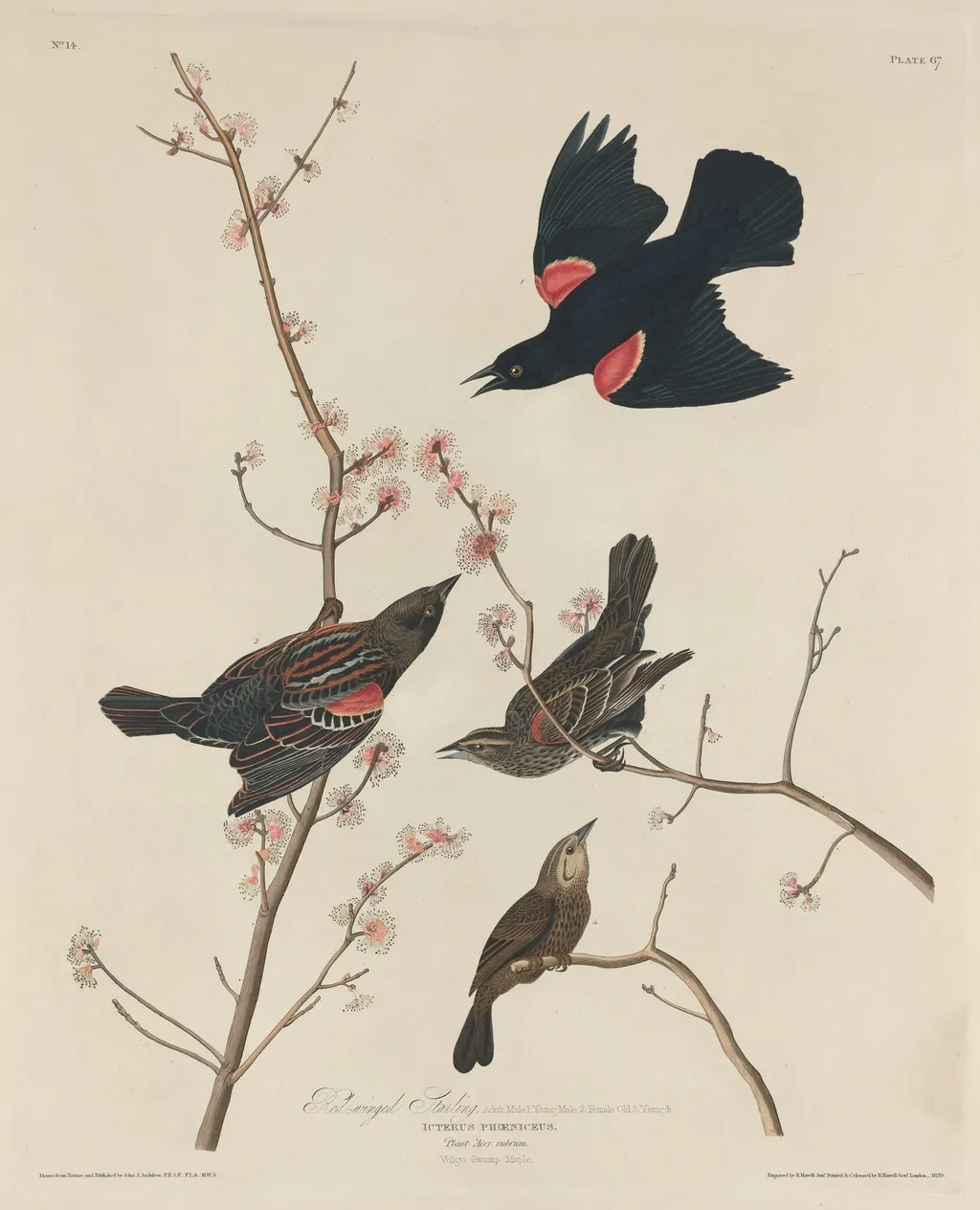 Red-winged Starling, by Robert Havell Jr., ink, 1829