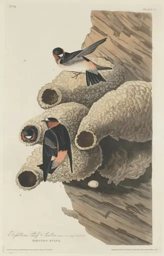 Republican Cliff Swallow, by Robert Havell Jr.