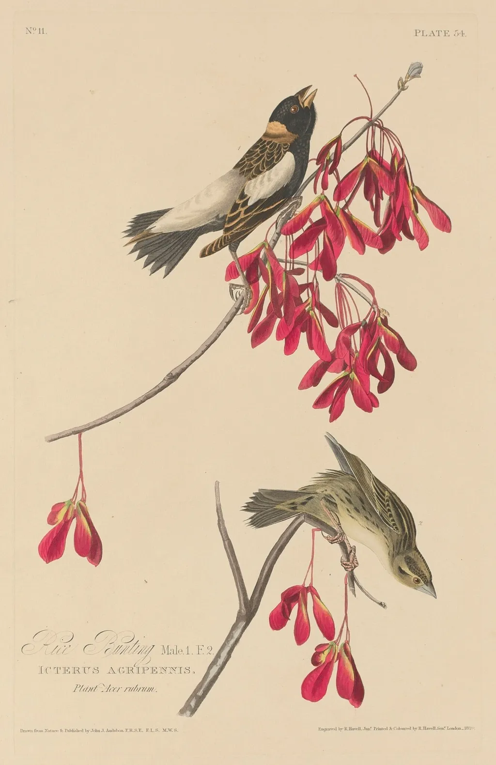Rice Bunting, by Robert Havell Jr., ink, 1829