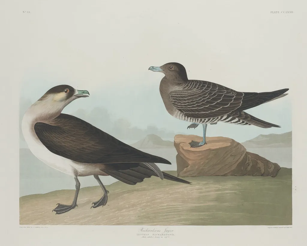 Richardson's Jager, by Robert Havell Jr., ink, 1835