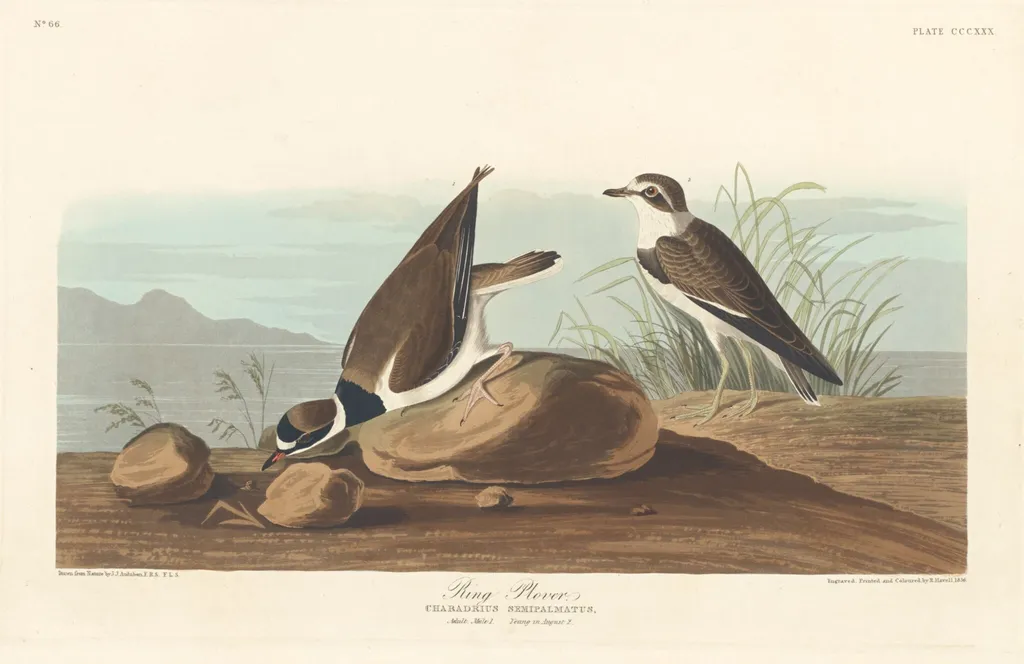 Ring Plover, by Robert Havell Jr., ink, 1836