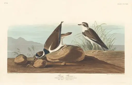 Ring Plover, by Robert Havell Jr.