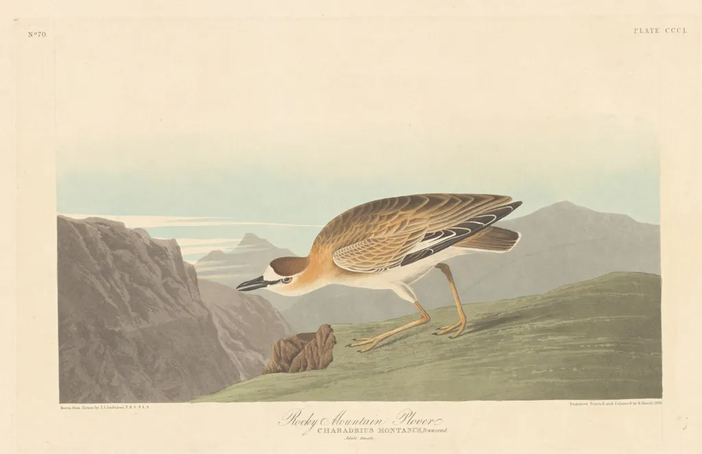 Rocky Mountain Plover, by Robert Havell Jr., ink, 1836