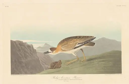 Rocky Mountain Plover, by Robert Havell Jr.