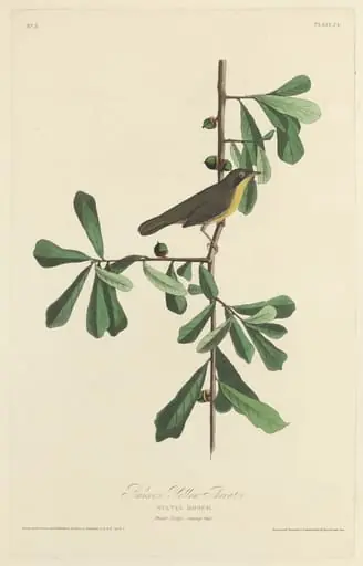 Roscoe's Yellow Throat, by Robert Havell Jr.