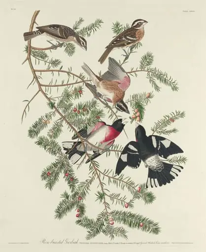 Rose-breasted Grosbeak, by Robert Havell Jr.