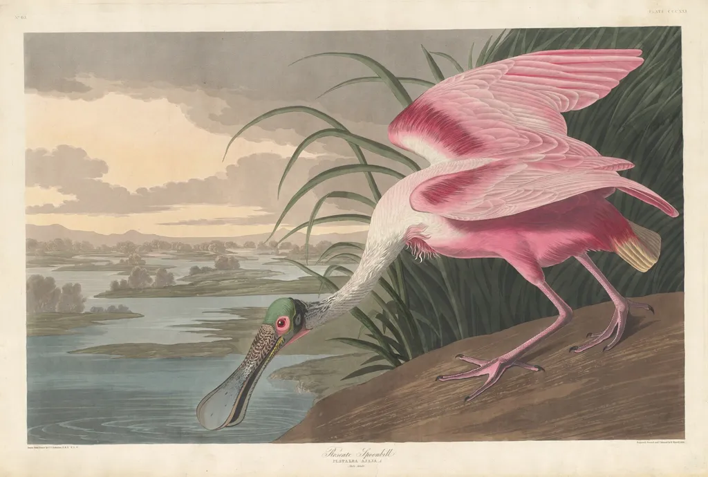 Roseate Spoonbill, by Robert Havell Jr., ink, 1836