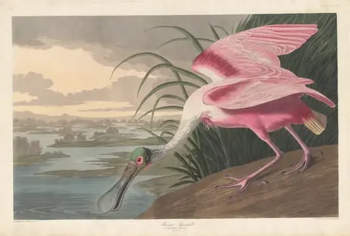 Roseate Spoonbill, by Robert Havell Jr.