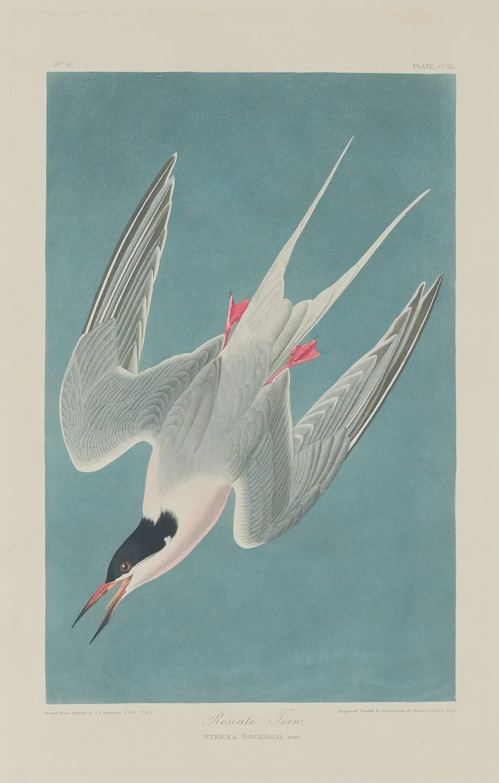 Roseate Tern, by Robert Havell Jr., ink, 1835