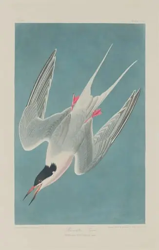 Roseate Tern, by Robert Havell Jr.