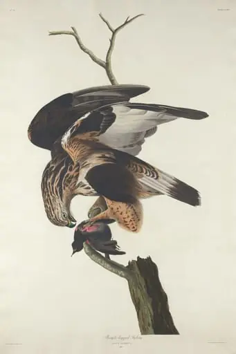 Rough-legged Falcon, by Robert Havell Jr.