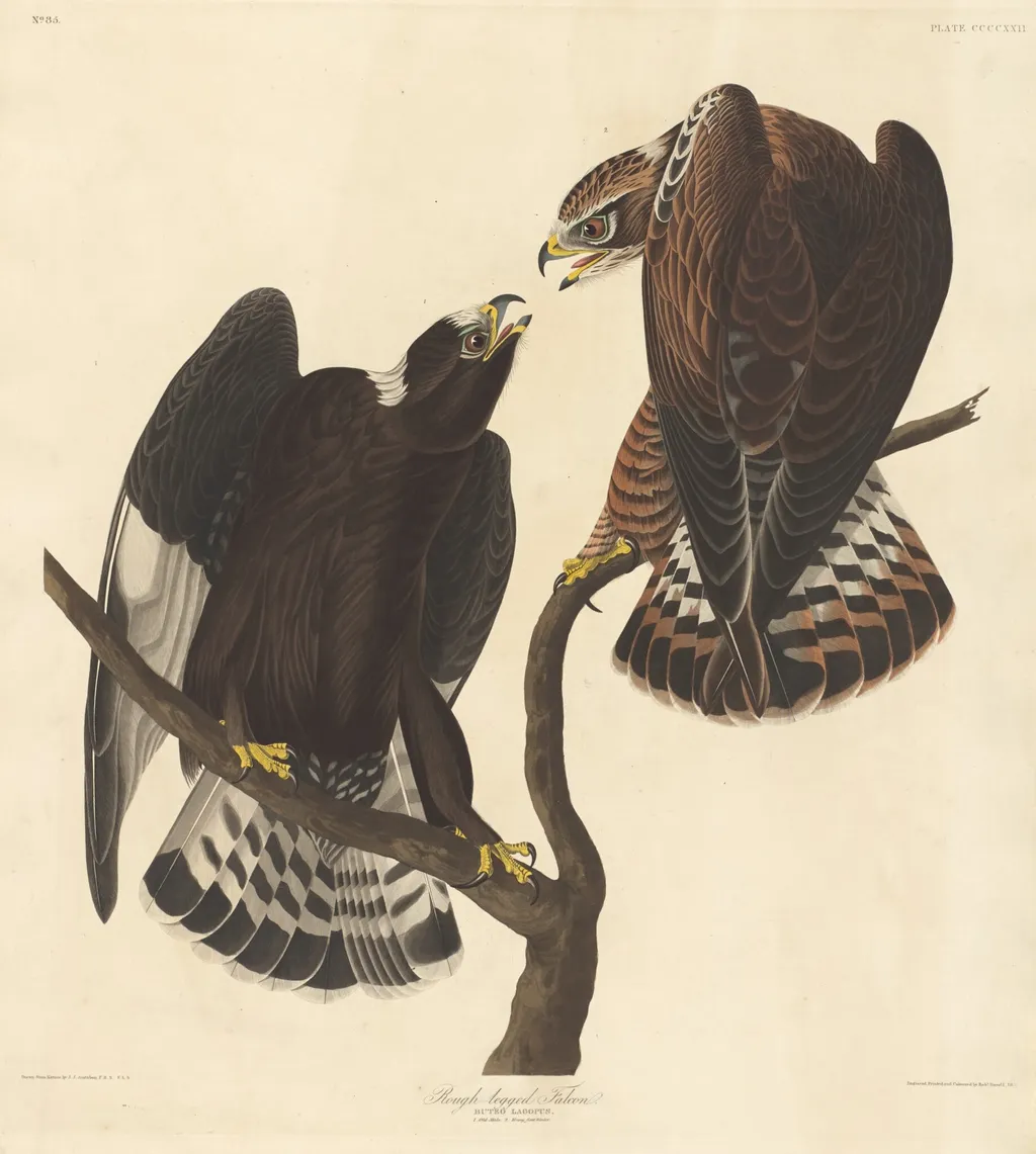 Rough-legged Falcon, by Robert Havell Jr., ink, 1838