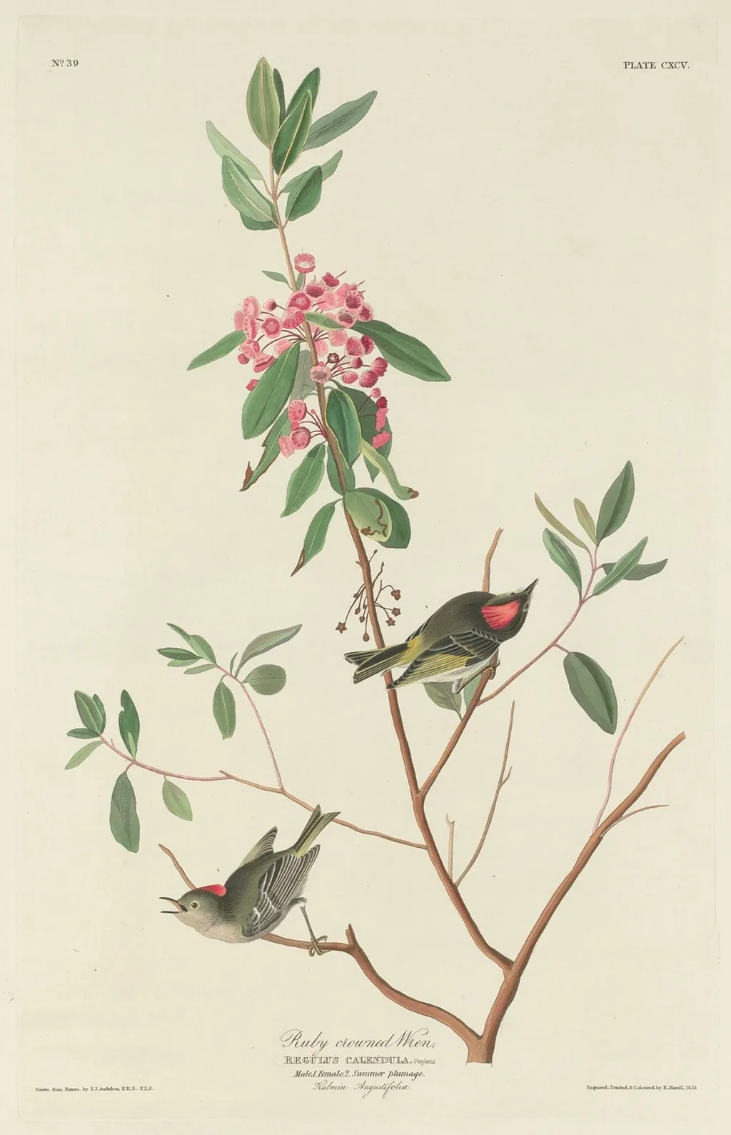 Ruby-crowned Wren, by Robert Havell Jr., ink, 1834
