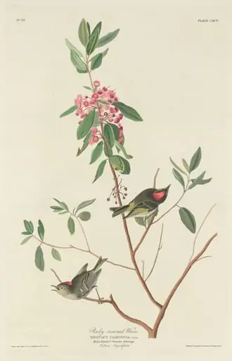 Ruby-crowned Wren, by Robert Havell Jr.