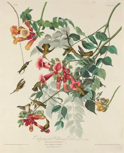 Ruby-throated Humming Bird, by Robert Havell Jr.