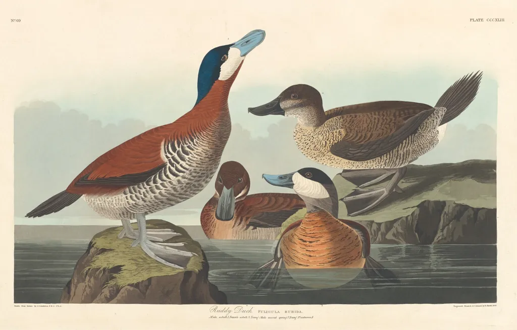 Ruddy Duck, by Robert Havell Jr., ink, 1836