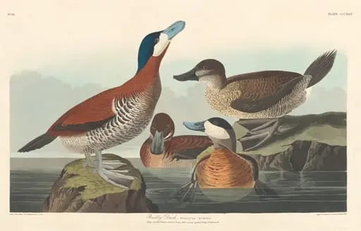Ruddy Duck
