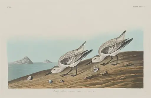 Ruddy Plover, by Robert Havell Jr.