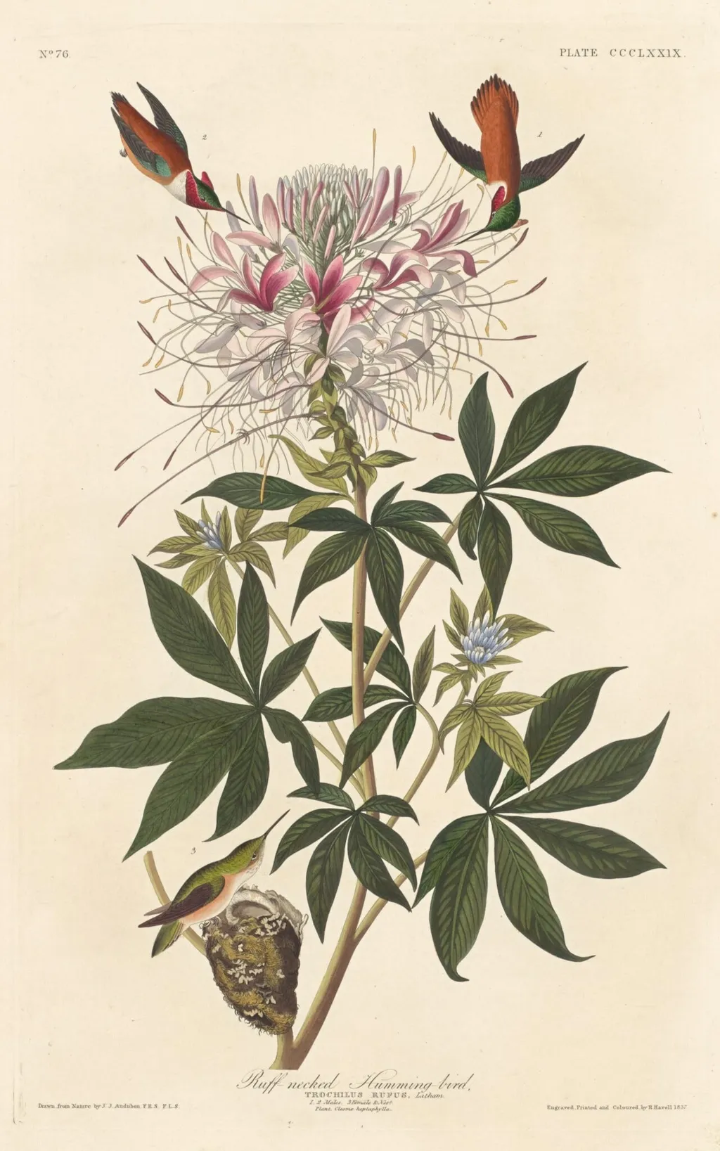 Ruff-necked Humming-bird, by Robert Havell Jr., ink, 1837