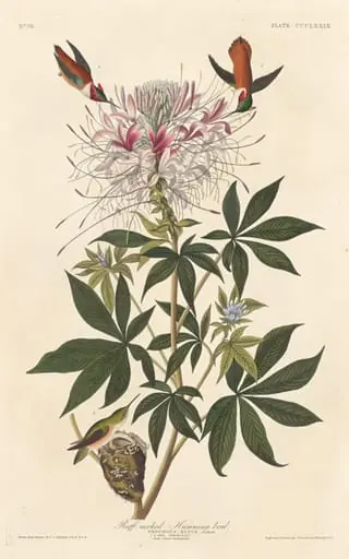 Ruff-necked Humming-bird, by Robert Havell Jr.