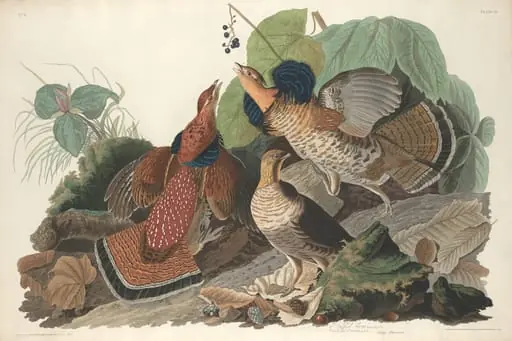 Ruffed Grouse, by Robert Havell Jr.