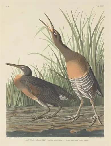 Salt Water Marsh Hen, by Robert Havell Jr.