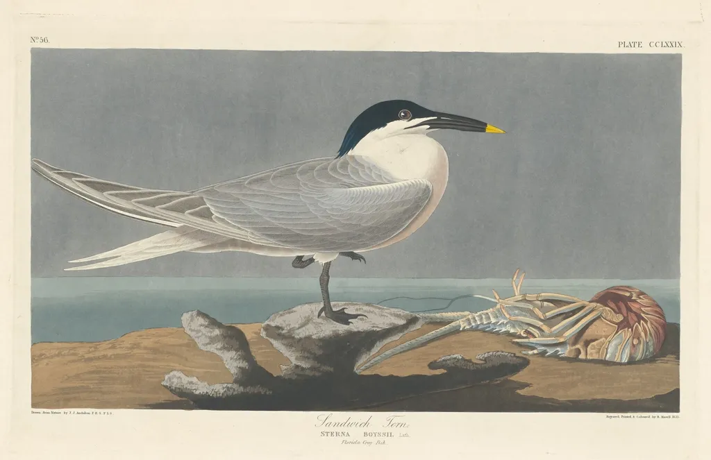 Sandwich Tern, by Robert Havell Jr., ink, 1835
