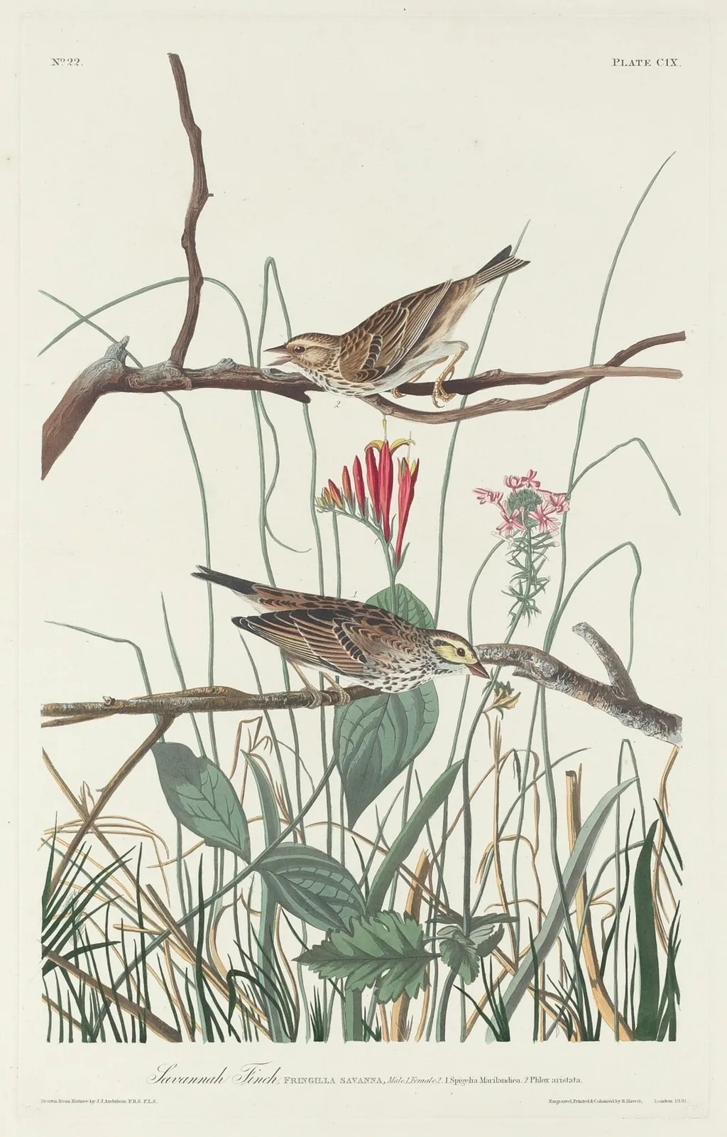 Savannah Finch, by Robert Havell Jr., ink, 1831