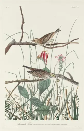 Savannah Finch, by Robert Havell Jr.