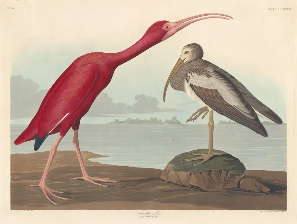 Scarlet Ibis, by Robert Havell Jr., ink, 1837