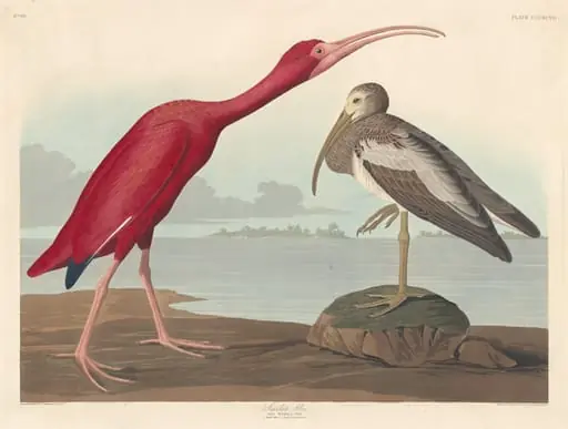 Scarlet Ibis, by Robert Havell Jr.