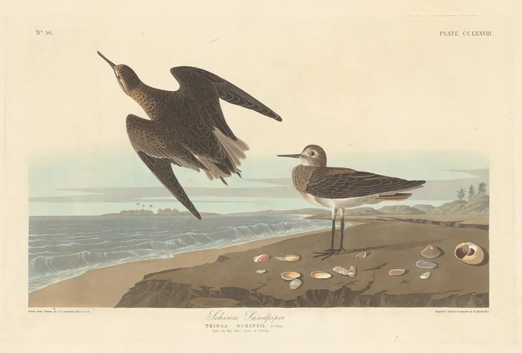 Schinz's Sandpiper, by Robert Havell Jr., ink, 1835