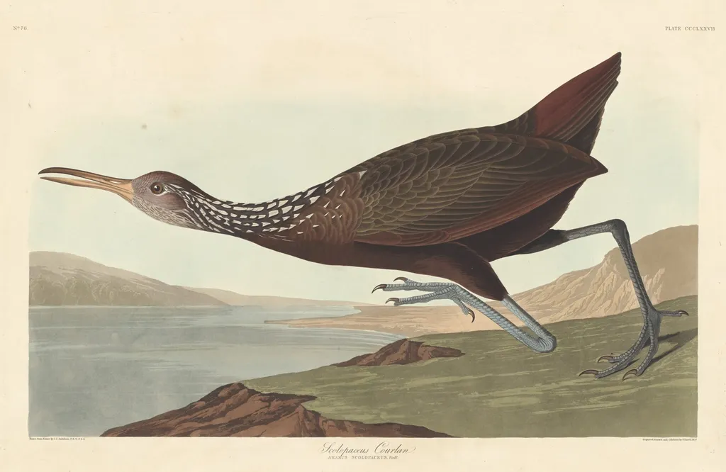 Scolopaceus Courlan, by Robert Havell Jr., ink, 1837
