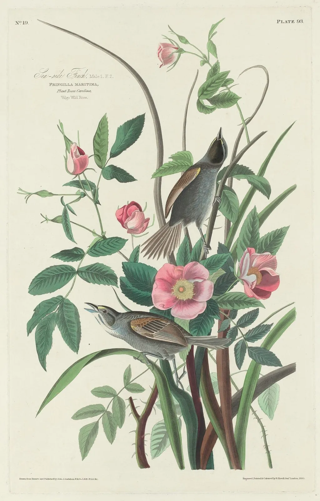 Sea-side Finch, by Robert Havell Jr., ink, 1830
