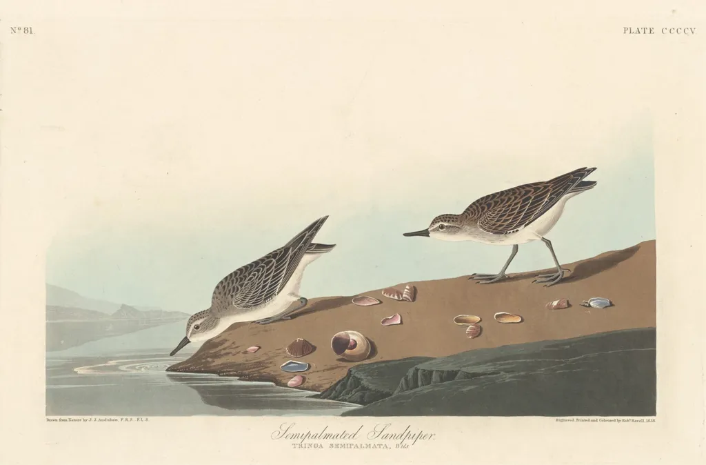 Semi-palmated Sandpiper, by Robert Havell Jr., ink, 1838