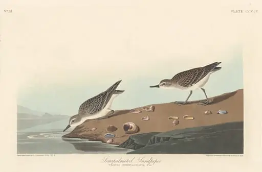 Semi-palmated Sandpiper, by Robert Havell Jr.