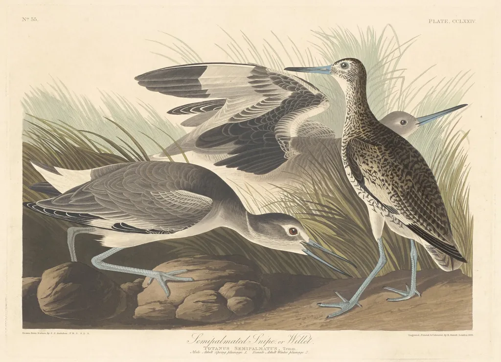 Semi-palmated Snipe or Willet, by Robert Havell Jr., ink, 1835