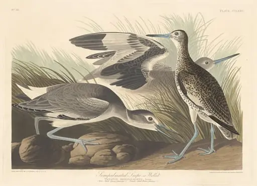 Semi-palmated Snipe or Willet, by Robert Havell Jr.