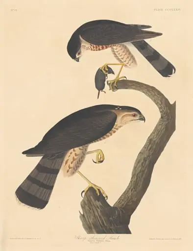 Sharp-shinned Hawk, by Robert Havell Jr.